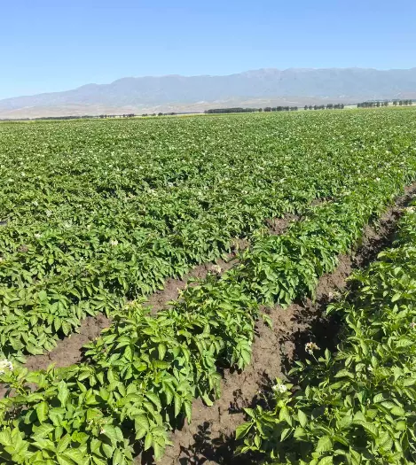 In che modo l'industria della patata dello Xinjiang Wenxing garantisce l'approvvigionamento di materie prime attraverso la piantagione di patate primaverile del 2026?