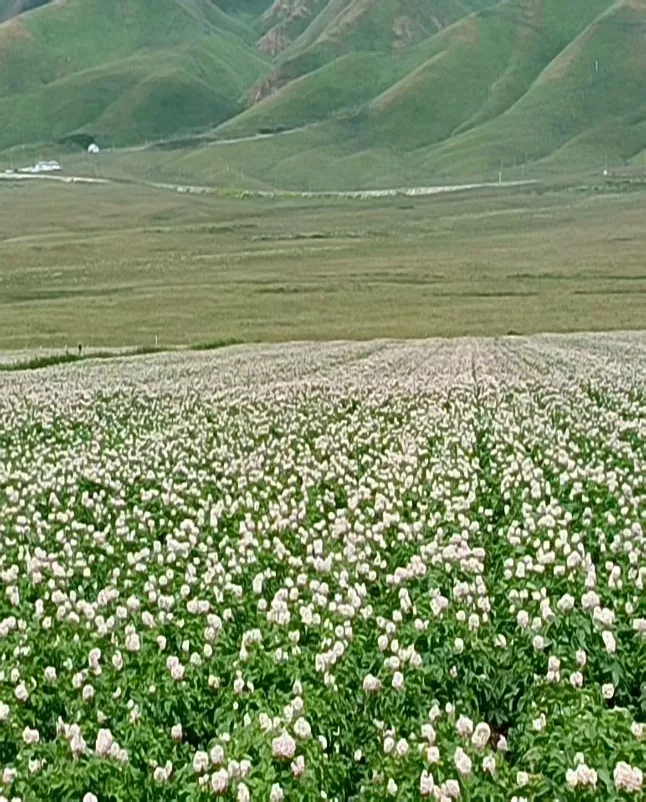 Xinjiang Wenxing Potato Industry Co., Ltd.